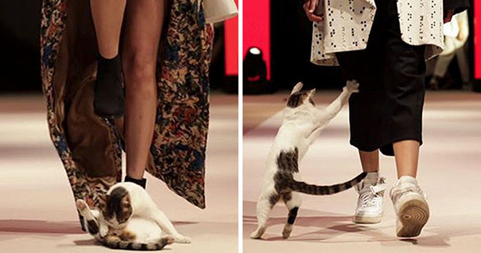 Quand Un Chat S Incruste Dans Un Defile De Mode Et Commence A Chercher La Bagarre Avec Les Mannequins Nature En Images