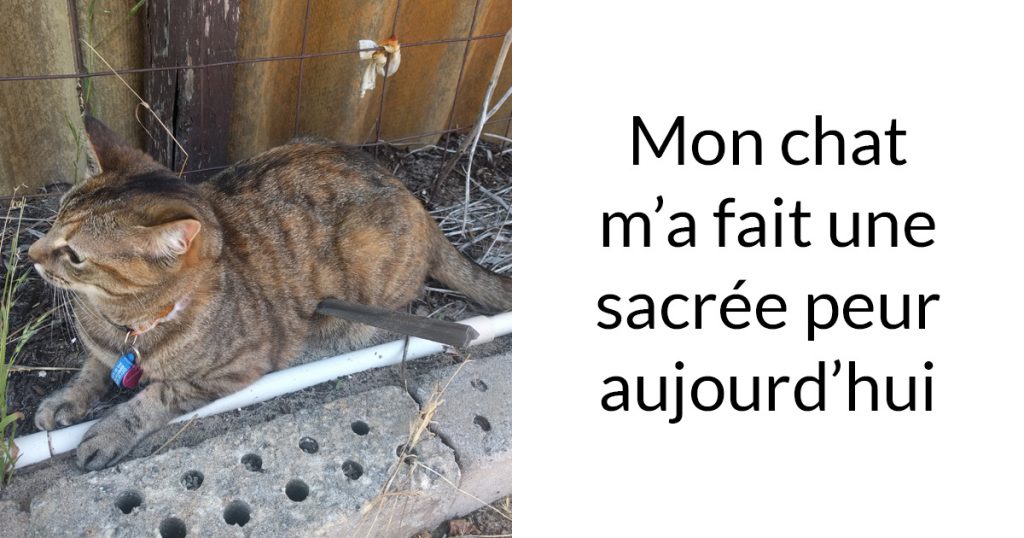 17 Photos De Chats Avec Des Sous Titres Hilarants Nouvelles Images Nature En Images 2959